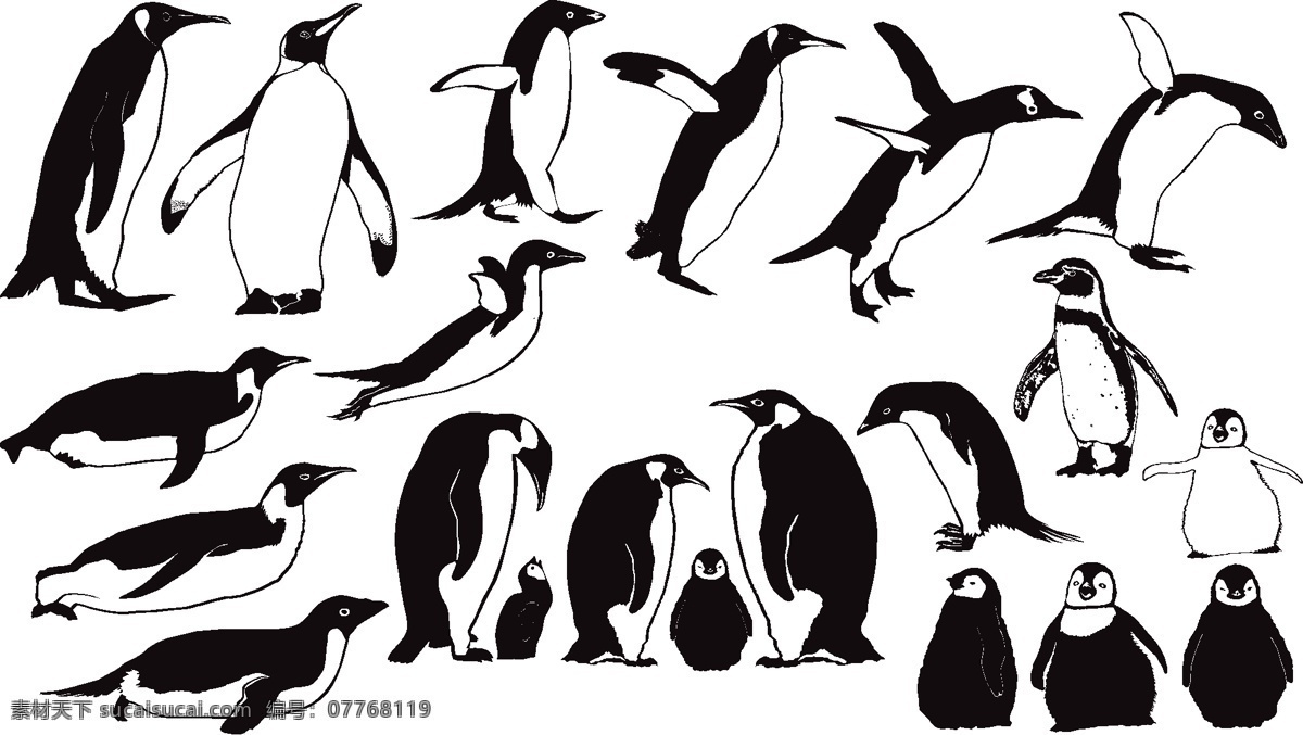 企鹅素材 企鹅剪影 企鹅 动物 白色