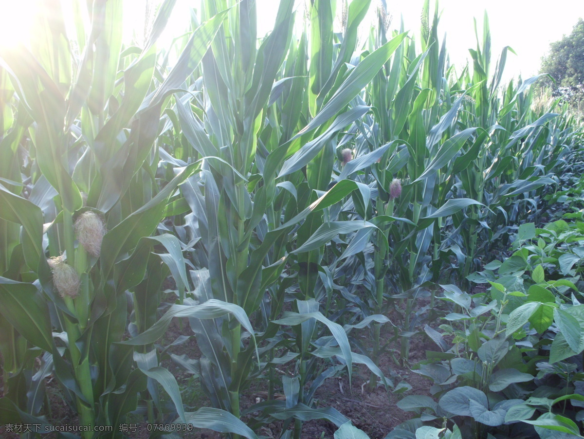 玉米 种植业 农村 天空 绿色 黄昏 自然景观 田园风光