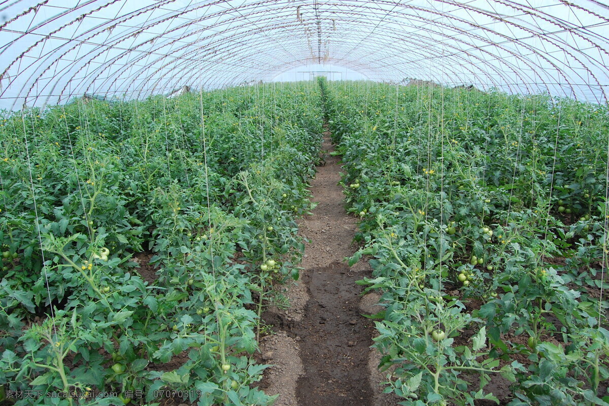 大棚西红柿 大棚蔬菜 大棚绿色 西红柿 蔬菜 生物世界