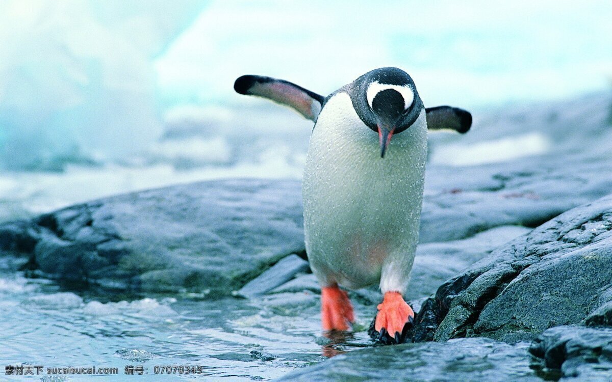 奔跑的企鹅 冰川 蓝色 企鹅 呆萌 萌宠 黑白 小胖鸟 鸟类 生物世界