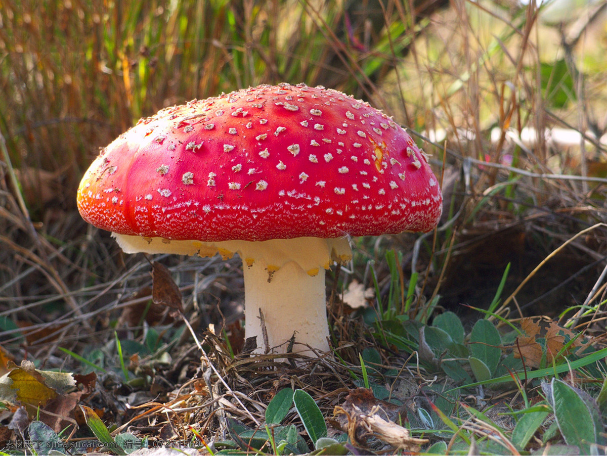 秋季 高清 背景 图 红色 野生 蘑菇 童话 元素 原型 风景图片 背景图片