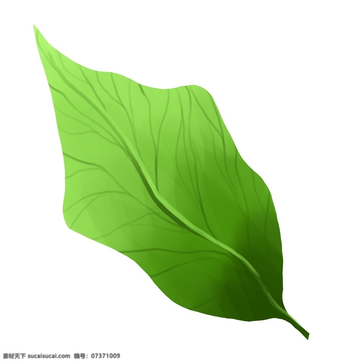 春天 绿色植物 树叶 插图 一片树叶 绿色的树叶 漂亮的树叶 树叶插画 卡通树叶 简约的树叶 植物树叶