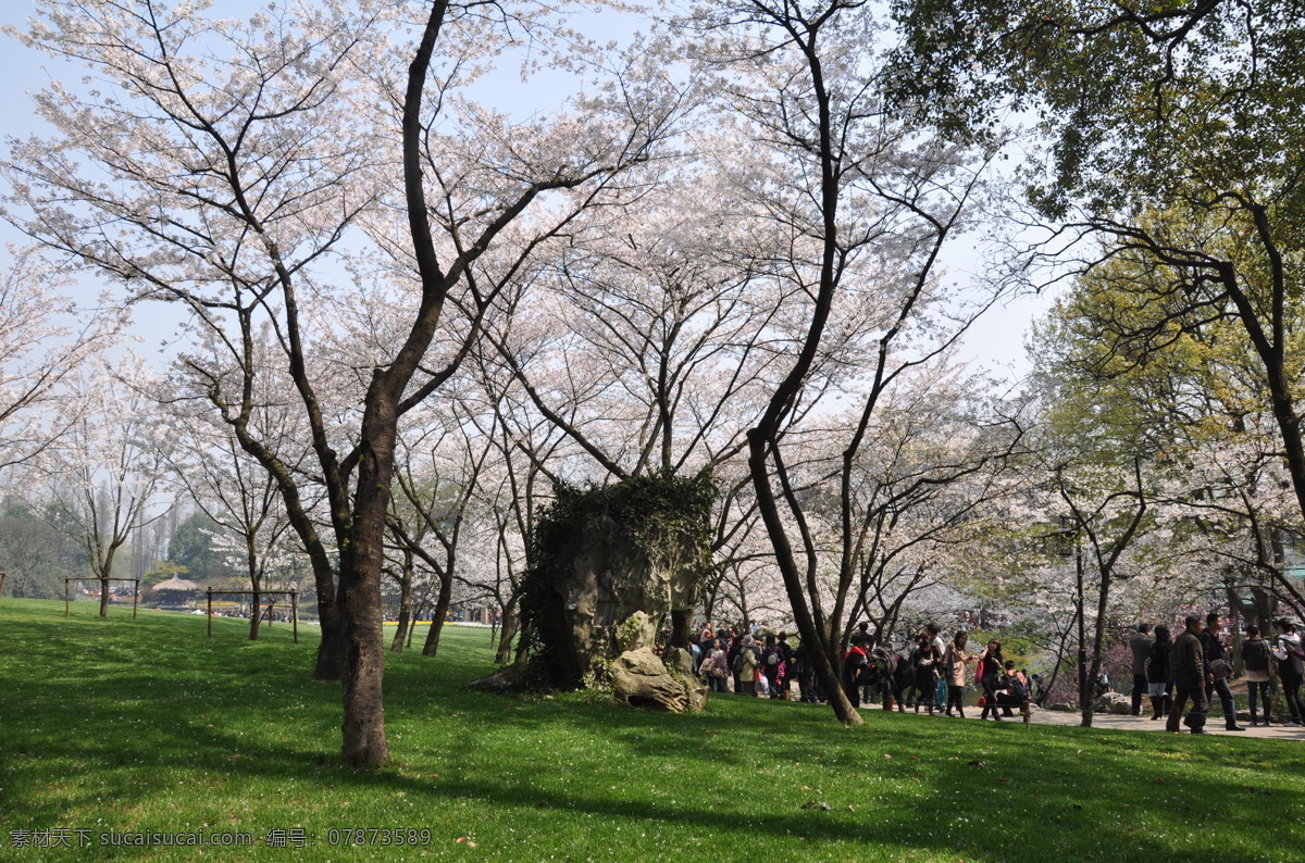 太子湾 公园 樱花 春天 花丛 花朵 花儿 花展 美丽 盛开 小花 园艺 娇艳 风景 生活 旅游餐饮