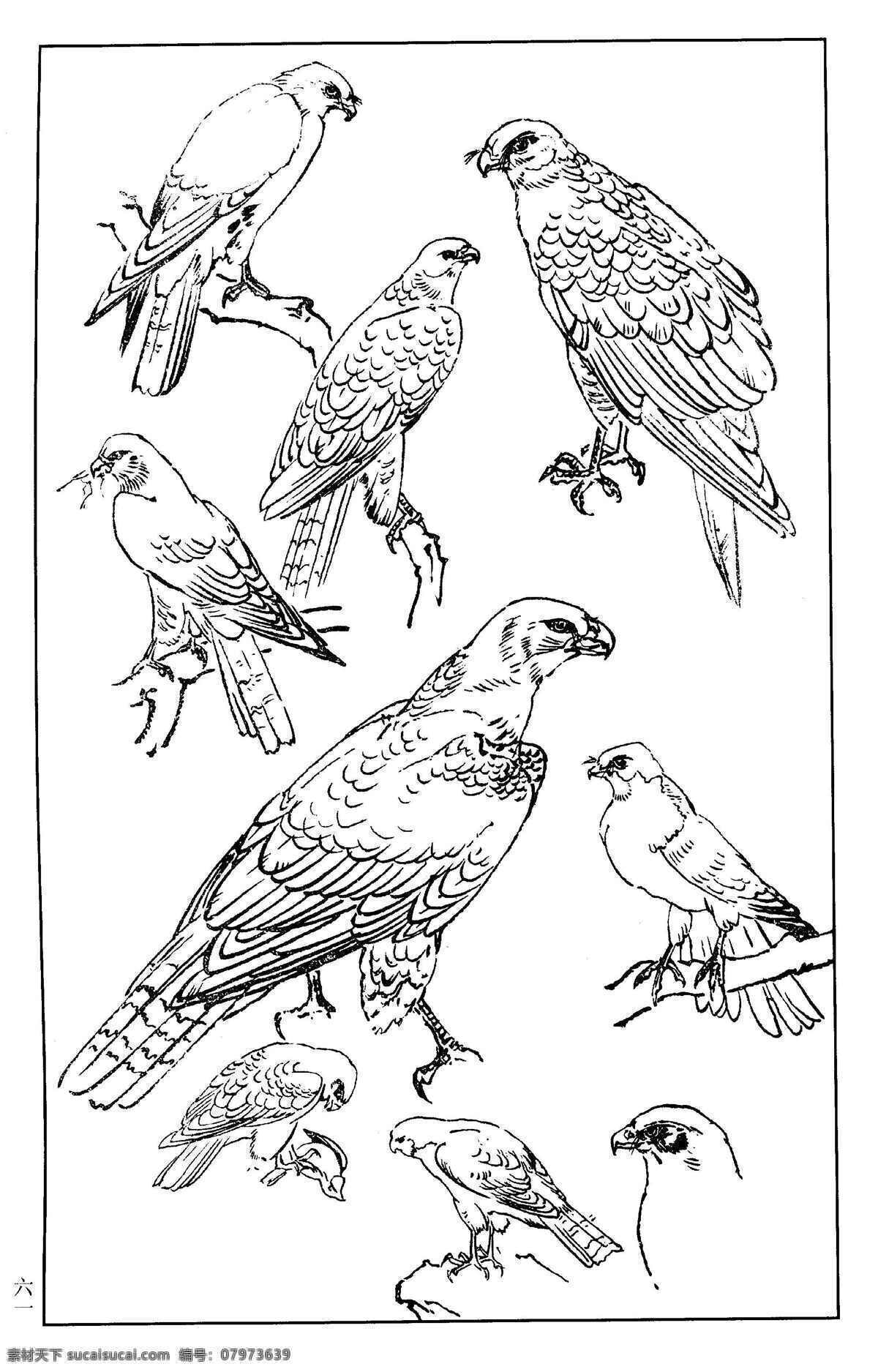 百鸟谱61 鹰 鹫 雕 隼 百鸟 百鸟图 鸟类 鸟兽 花鸟 小鸟 白描 线描 黑白稿 绘画 工笔花鸟 工笔 王满良 梁熔 美术 美术出版社 百鸟谱 生物世界 设计图库
