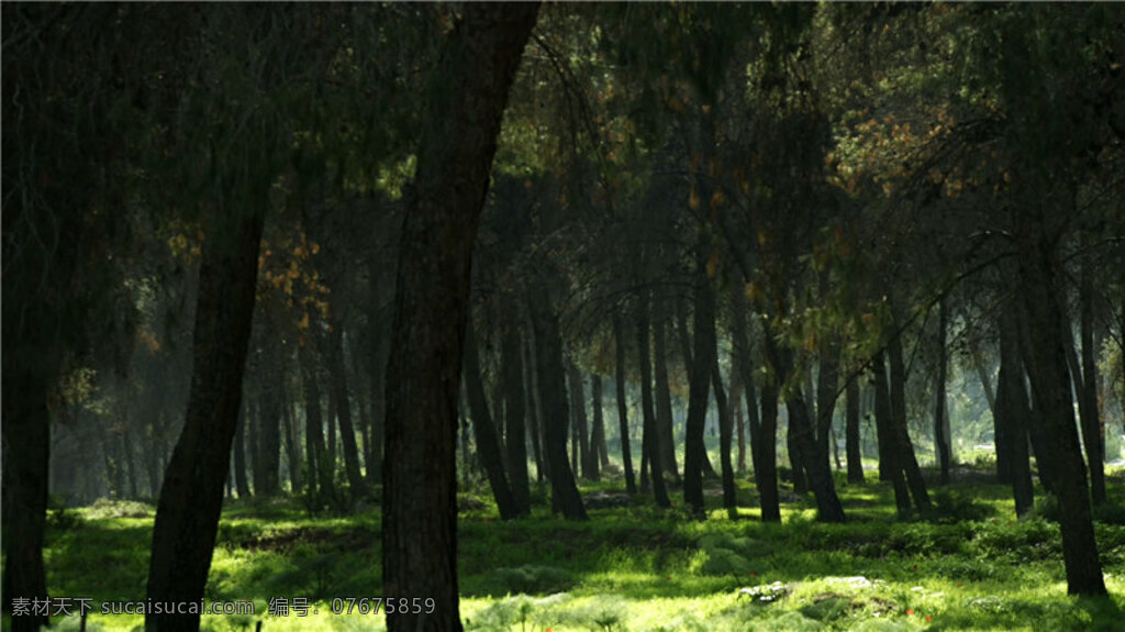 森林树木 实拍 视频 视 场景素材 美景视频素材 实拍生活 人物 实拍视频 生活实景 动态素材 wmv 黑色