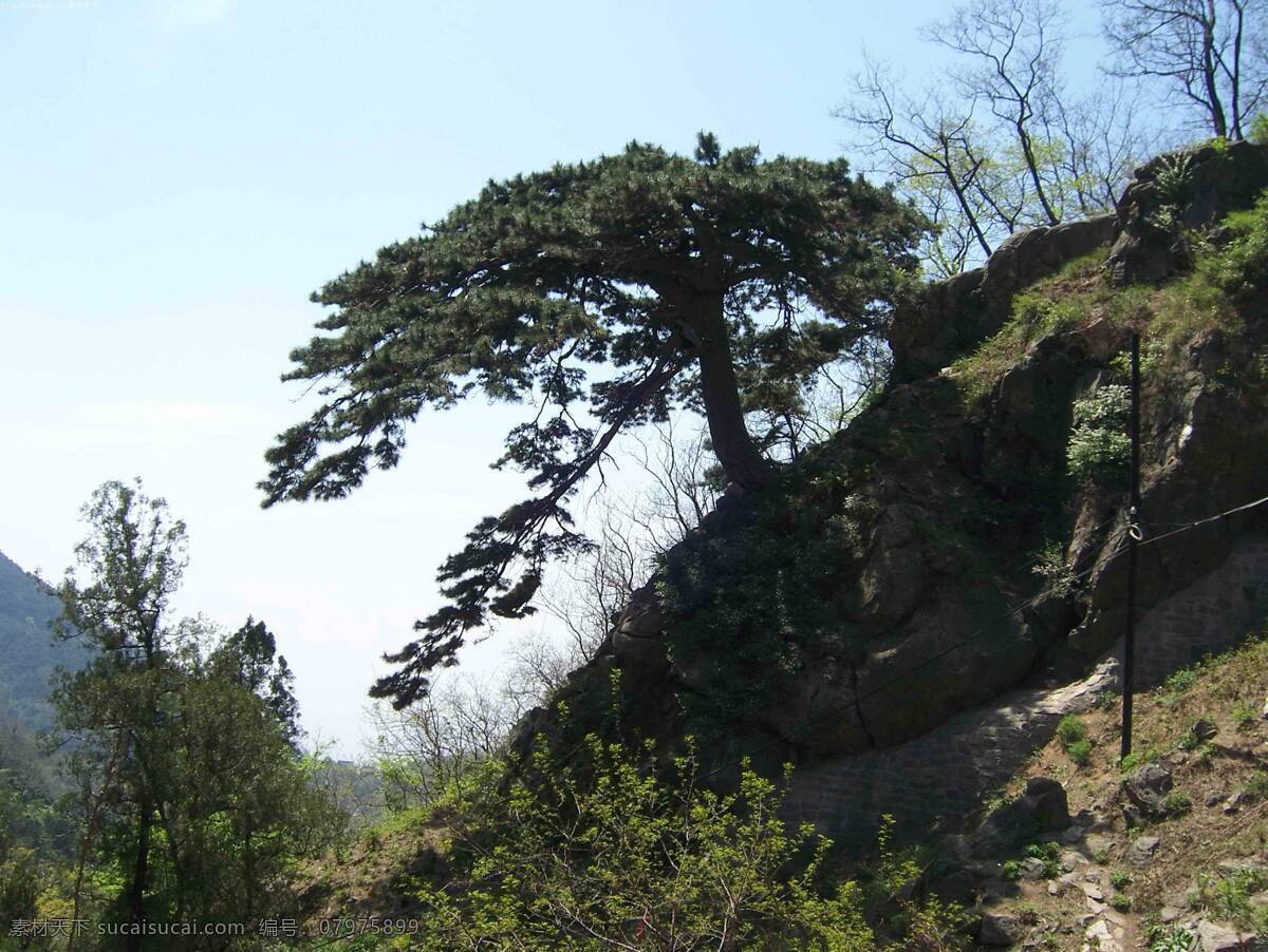 迎客松 松树 黄山 旅游 古松 中国 自然风光 松鹤延年 生物世界 野生动物