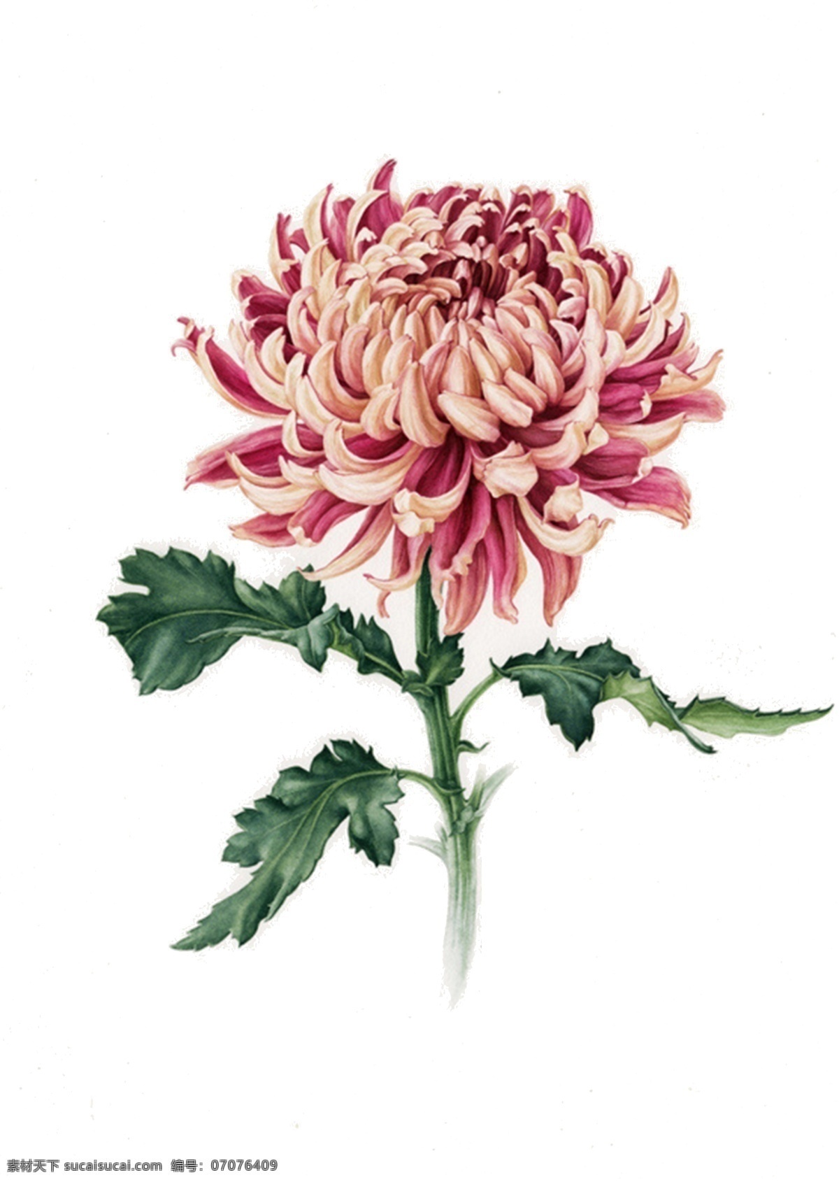 手绘 菊花 分层 小 清新 水彩画 小清新 手账素材 海报素材 花朵