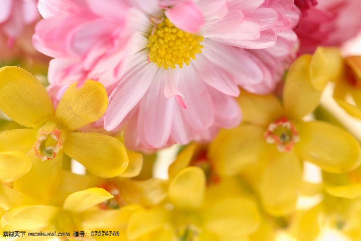 盛开 黄色 花朵 粉色 花朵花卉 美丽花朵 植物花朵 鲜花 花草树木 生物世界