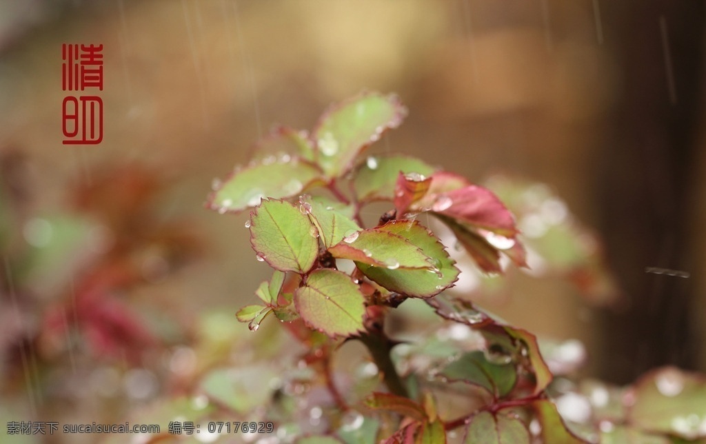 春雨 萌芽 花朵 清明时节 早春 花蕊 绿叶 露珠 生物世界 花草