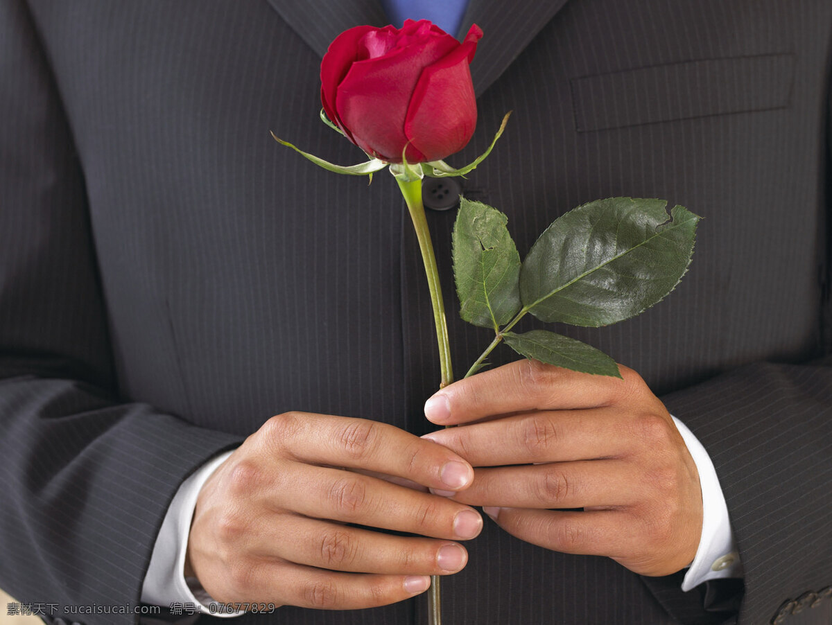 手部 写真 红玫瑰 男士 求婚 手部写真 西装 支 带 叶子 手拿玫瑰