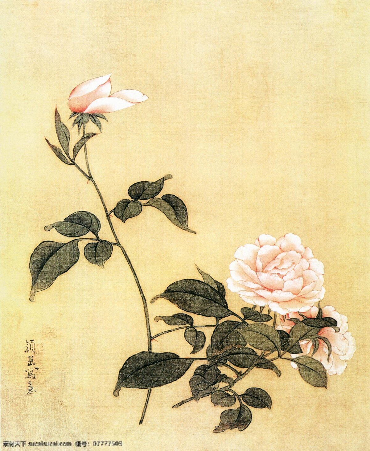 国画 粉色 牡丹 植物 中国画 水墨画 书画文字 文化艺术