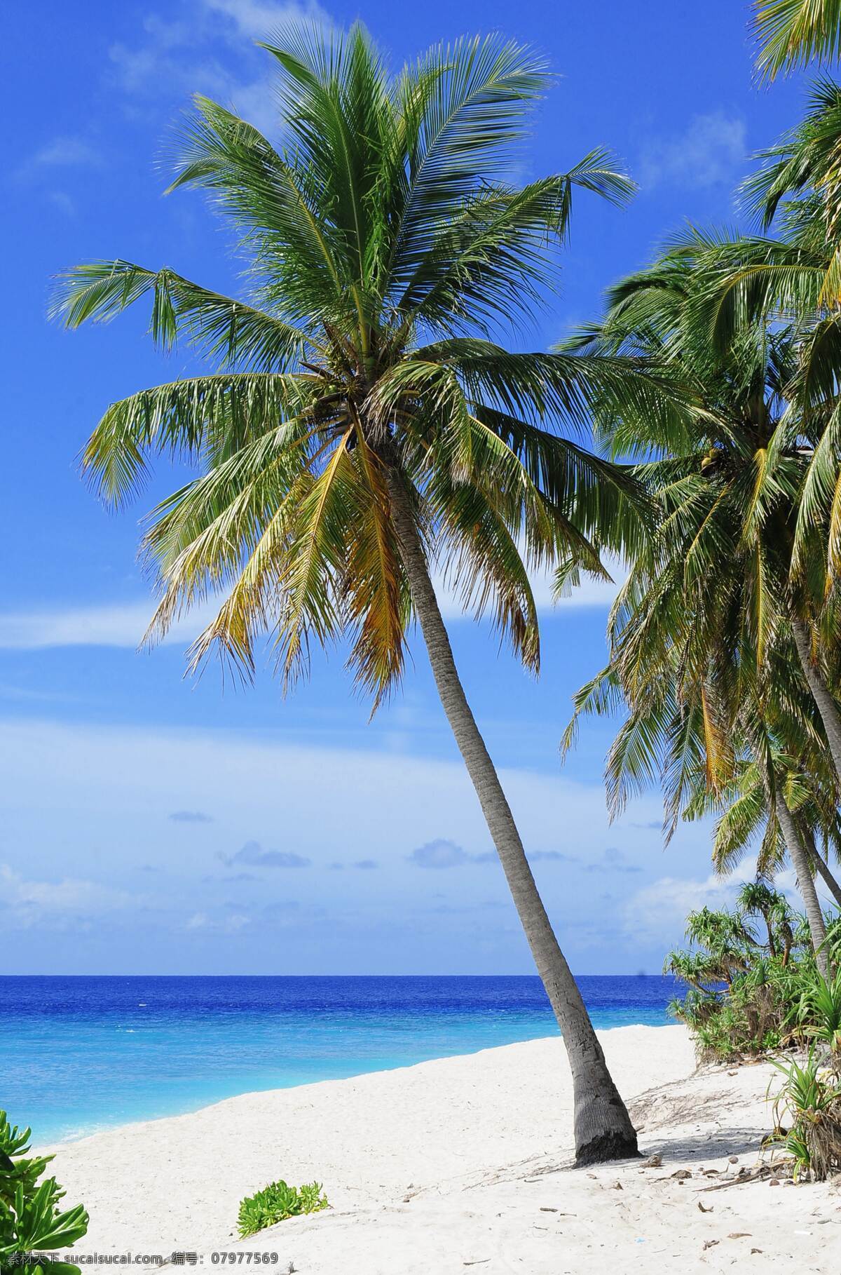 椰树林 椰子树 树林 树木 海滩 沙滩 海景 蓝天 白云 生物世界 树木树叶