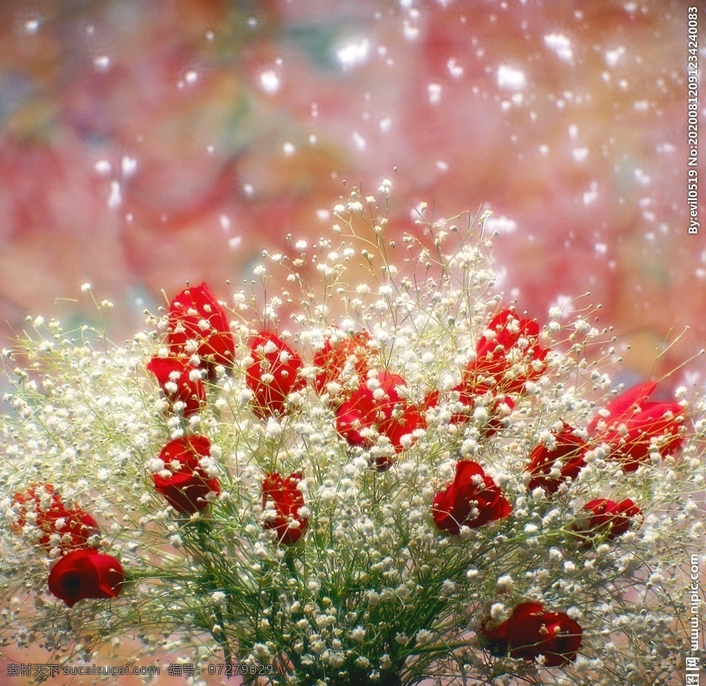 满天星花 锥花丝石竹 花儿鲜花 花卉背景 野花 紫色满天星 红色满天星 黄色满天星 白色满天星 蓝色华东 橙色满天星 花蕊 背景 个性 美丽 自然 满天星图 清新满天星 唯美满天星 花卉 园艺 园林 插花 花艺 捧花 桌花 壁纸 桌面 满天星背景 意境 浪漫 唯美 清新 干花 瓶花 生物世界 花草