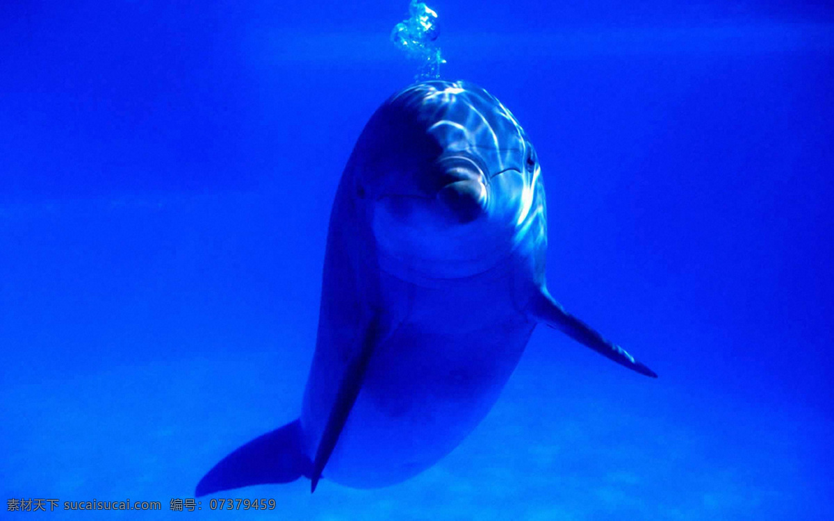 海洋馆 海豚群 深蓝 水中海豚 蓝色 海鲸 鲸鱼 可爱海豚 动物 梦幻 唯美 蓝色的水面 海 蓝色海洋 蓝天白云 梦幻海洋 梦幻海底世界 海洋世界 海底摄影 奇幻海底世界 唯美海底世界 海洋生物 海底世界 海豚插画 海豚表演 大海 海豚素材 海豚高清图 小海豚 海豚海报 卡通 生物世界