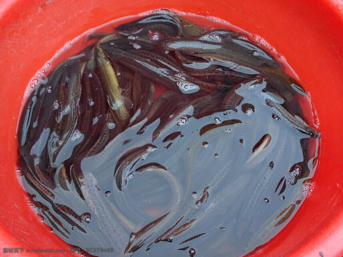 泥鳅 鱼 虾 蟹 水产品 海鲜 海产品 生物世界 鱼类