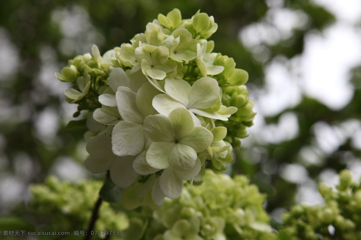 绣球 春天 花草 生物世界 特写 木本花 米白色花 矢量图 日常生活