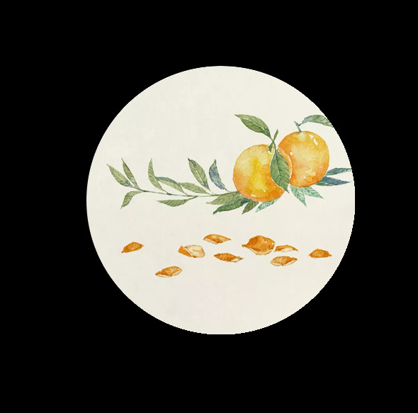 陈皮图片 中药 药材 植物 水果 橘子皮 插画 手绘