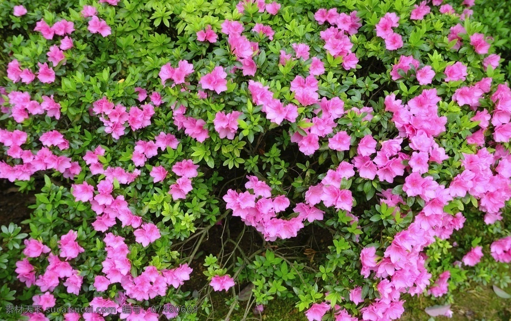 映山红 红杜鹃 杜鹃花 紫杜鹃 紫杜鹃花 生物世界 花草