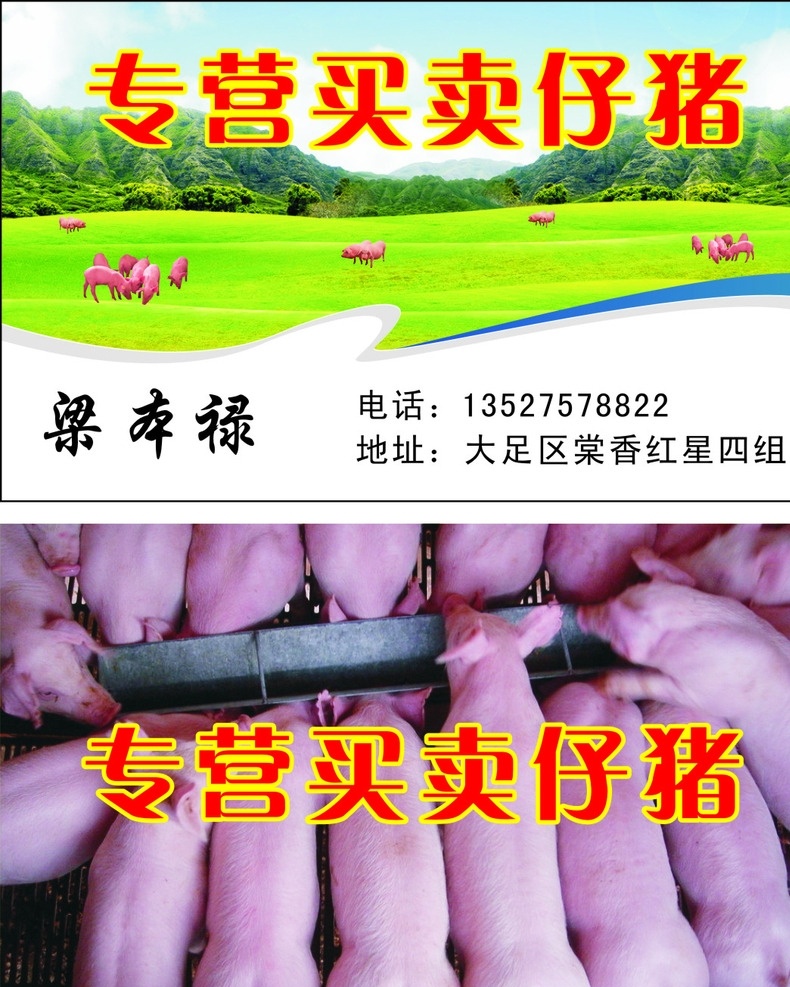 仔猪名片 仔猪 猪 名片 小猪 买卖猪 专营买卖仔猪 名片卡片