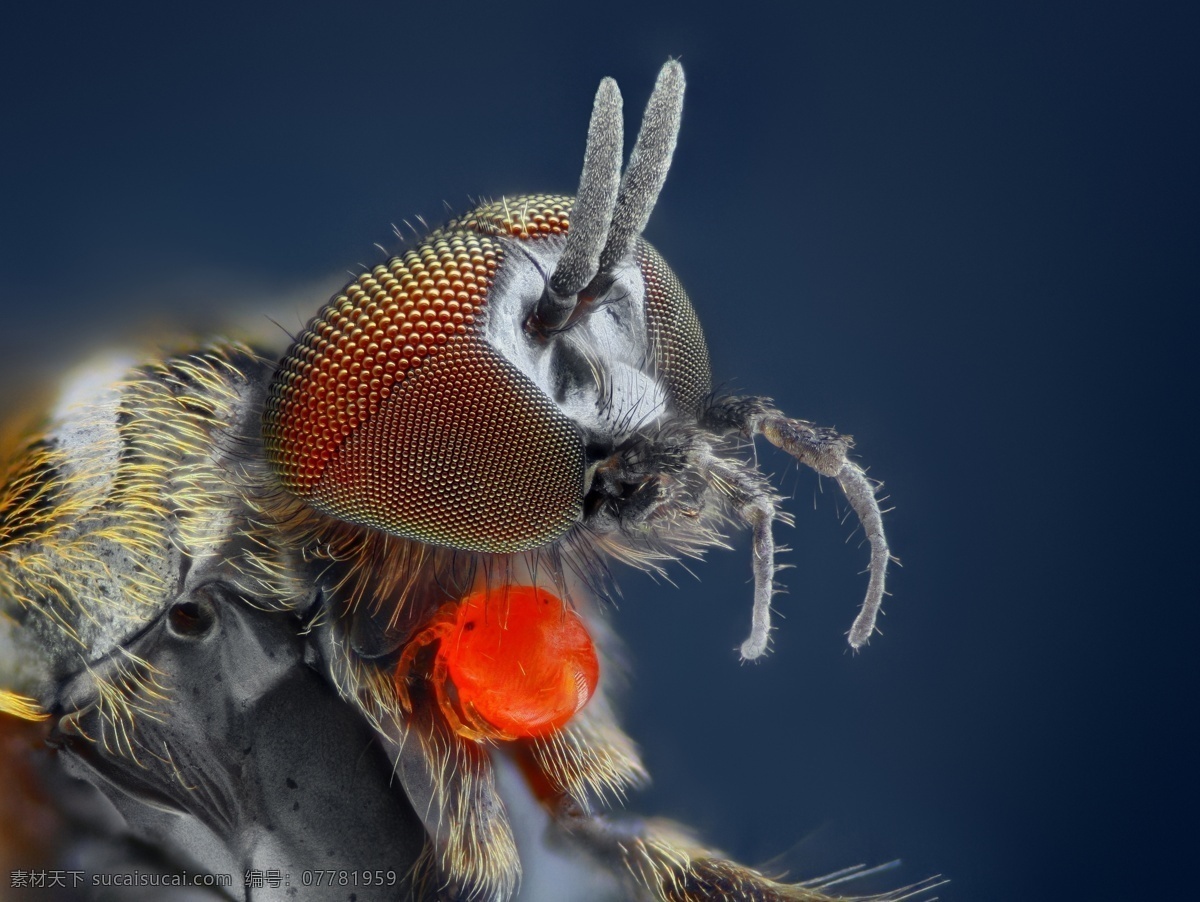 昆虫头部微距 昆虫 头部 微 距 彩色微距 虫类 微距摄影 昆虫眼睛 昆虫动物 昆虫世界 生物世界 黑色