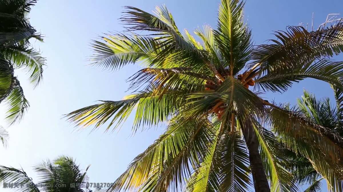 微风 中 棕榈树 假期 自然 棕榈 树 叶 茎 秆 分支 热带的 天堂 背景 假日 加勒比海的 马尔代夫 岛 热的 晴朗的 阳光 绿色 蕨类植物 植物 热带地区