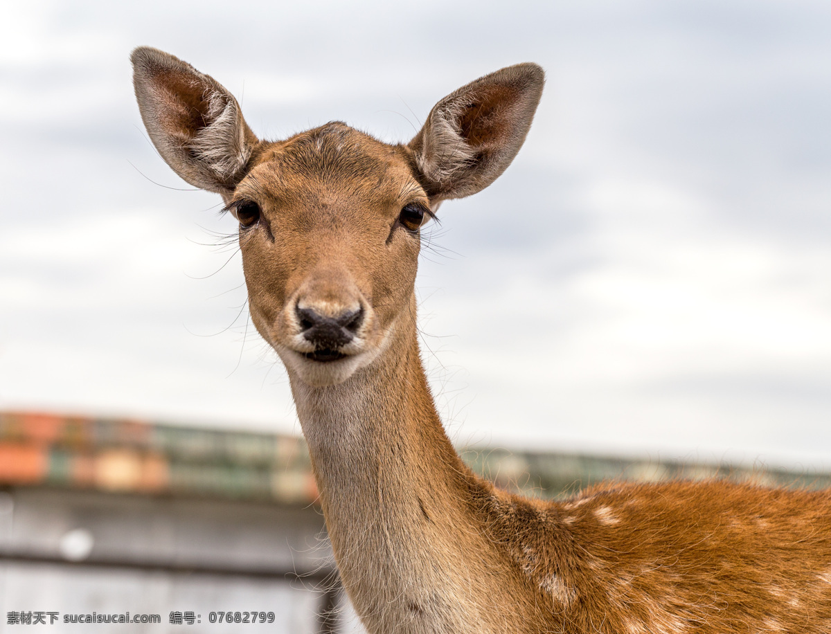 梅花鹿 头部 小鹿 野生动物 动物摄影 陆地动物 生物世界 白色
