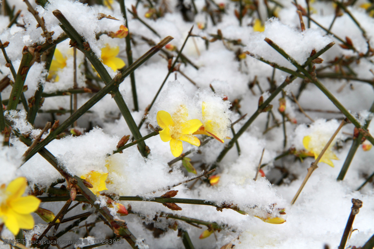 春季 春天 春意 花 花草 花朵 花卉 花蕾 雪花 中 迎春花 靓丽 盛开 特写 自然 开花 颜色 美丽的 盛开的 可爱 漂亮 鲜艳的 枝条 叶子 春雪 黄色小花 小喇叭 日景 室外 植物花卉 生物世界 植物 psd源文件