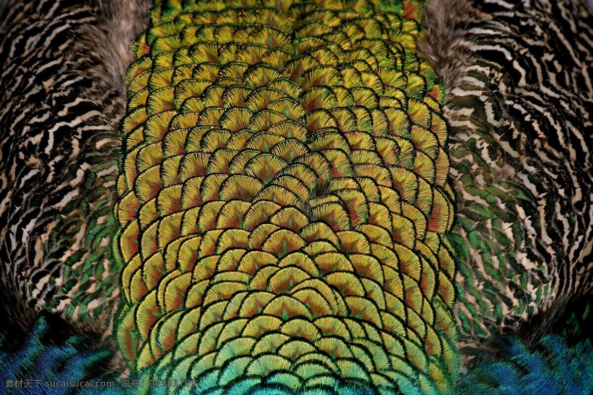 孔雀毛 孔雀 动物 羽毛 毛 纹路 生物世界 鸟类