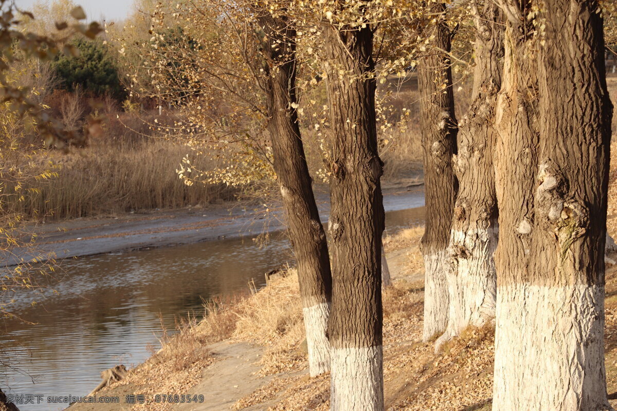 河边图片 树木 植物 水面 干枯 夕阳 生活百科 生活素材