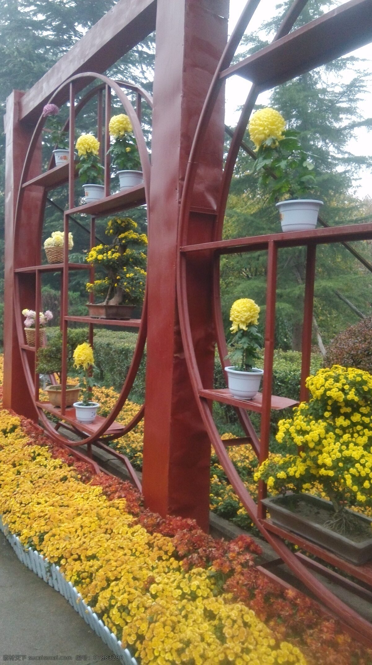 植物园 黄菊花 自然风景 菊花展 花草 生物世界 灰色