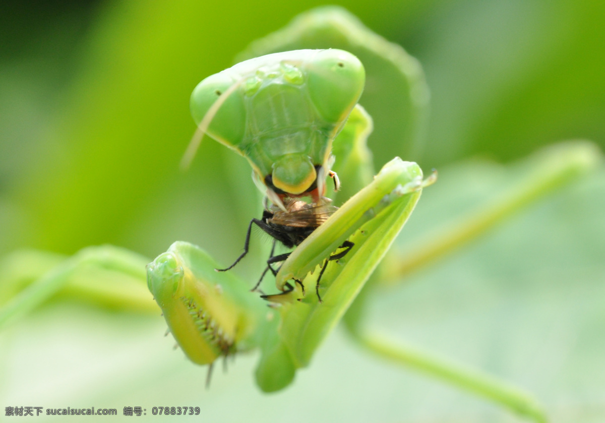螳螂吃食 螳螂 刀螂 昆虫 生物世界 绿色