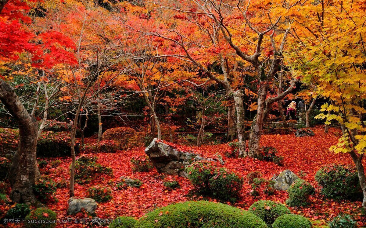 唯美 红叶 树林 风景图片 落叶 背景 树木