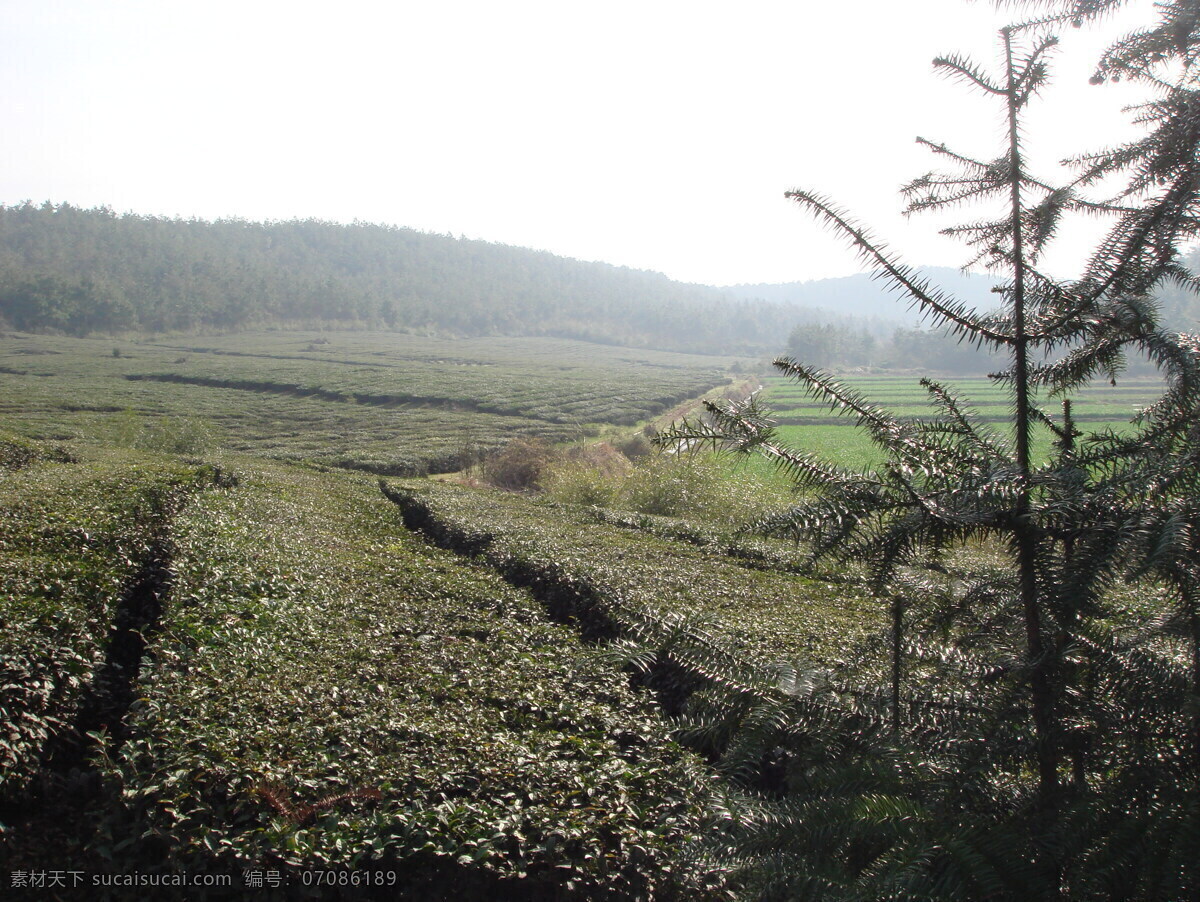 山中 茶园 茶树 山中茶园 茶园艺 远景近山 现代科技