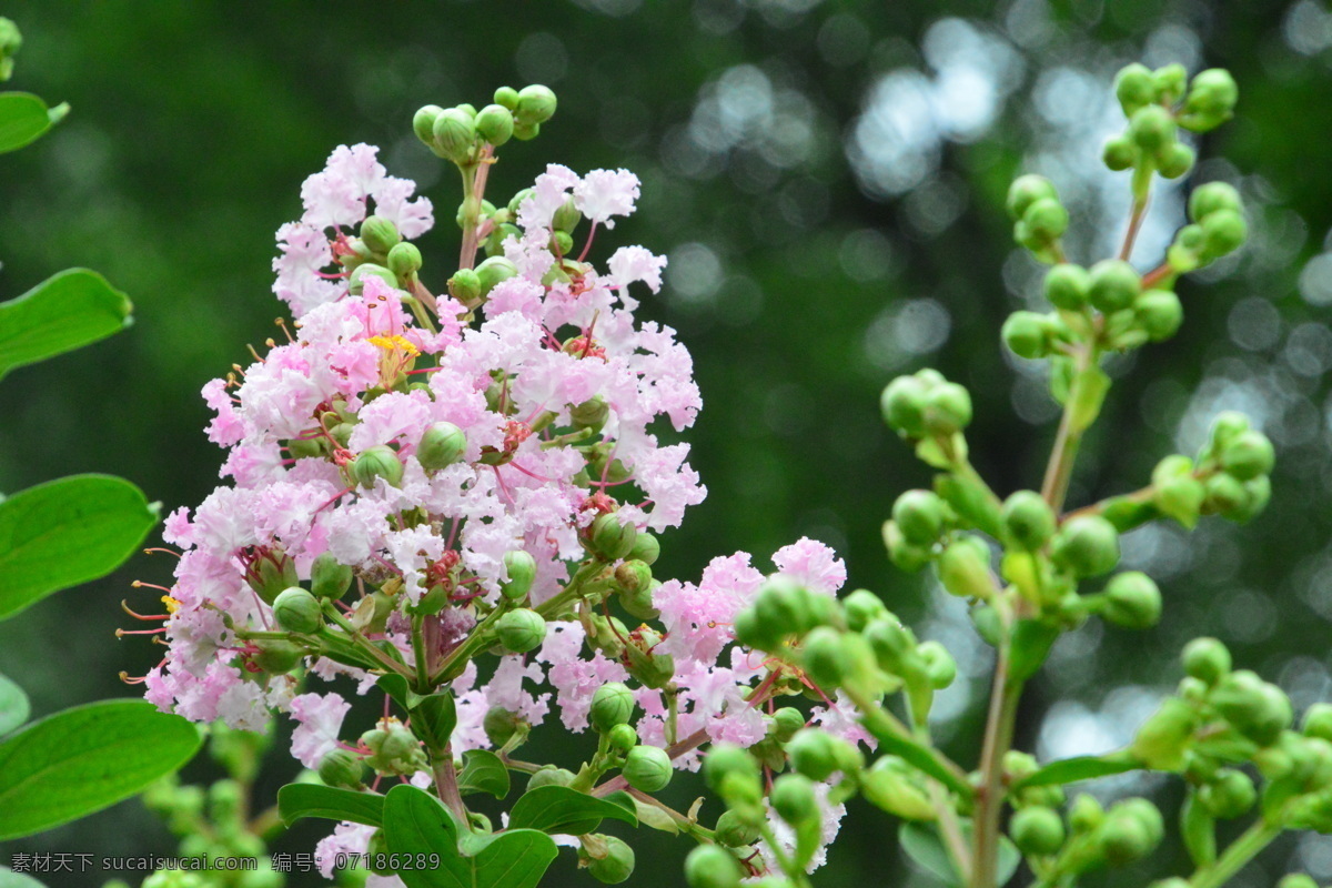 紫薇花 紫薇树 园林美景 满堂红 灌木 紫薇 花卉 枝叶 花儿 花草 园林绿化 绿化景观 生物世界