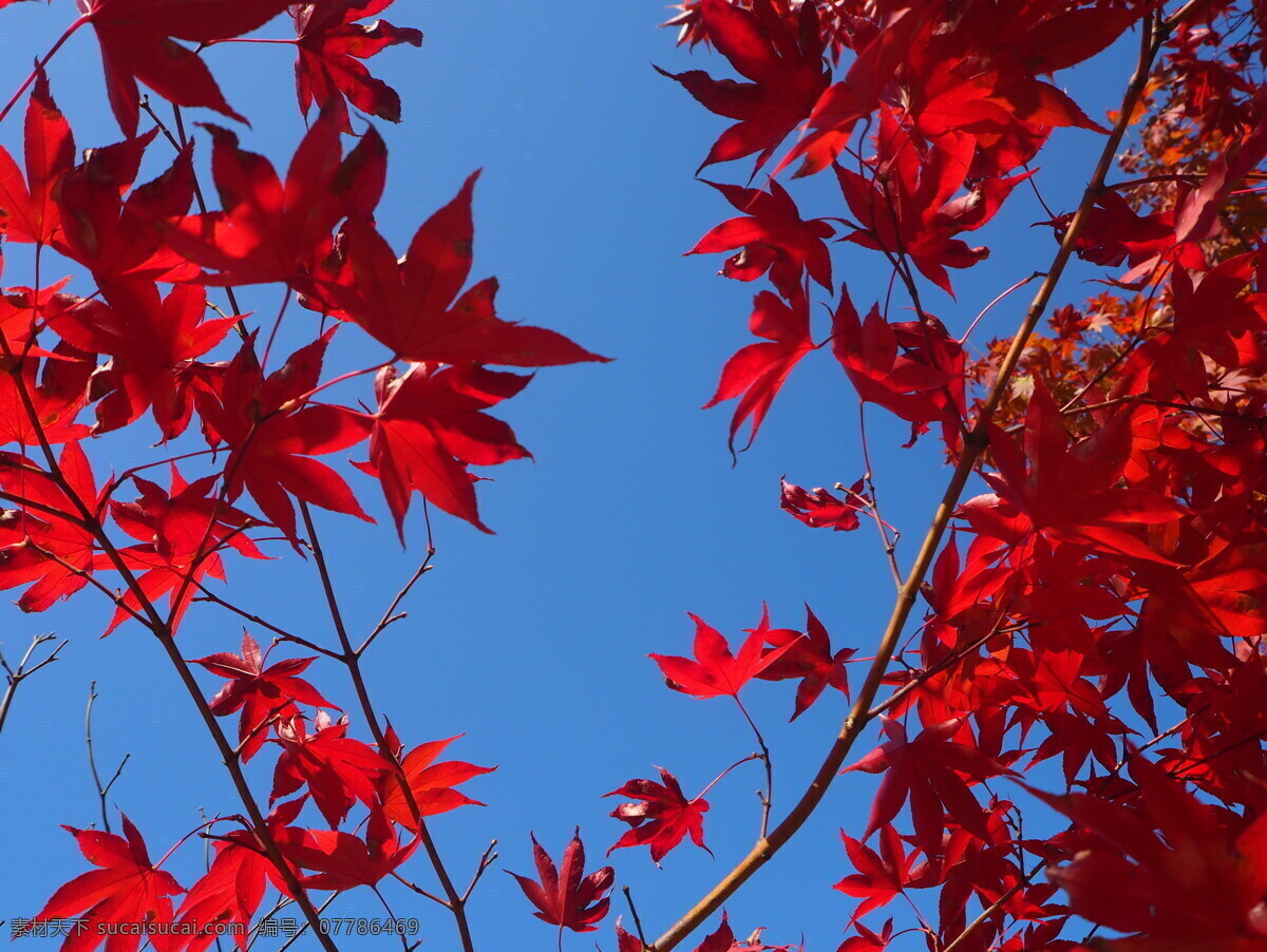 红枫 红叶 枫叶 秋天的枫树 韩国的枫树 旅游摄影
