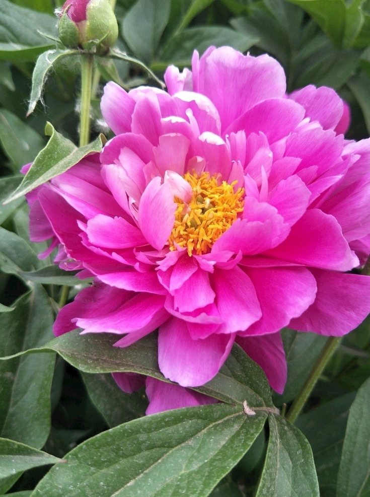 芍药花 芍药 花朵 鲜花 盛开 花瓣 绿叶 叶子 花草 生物世界