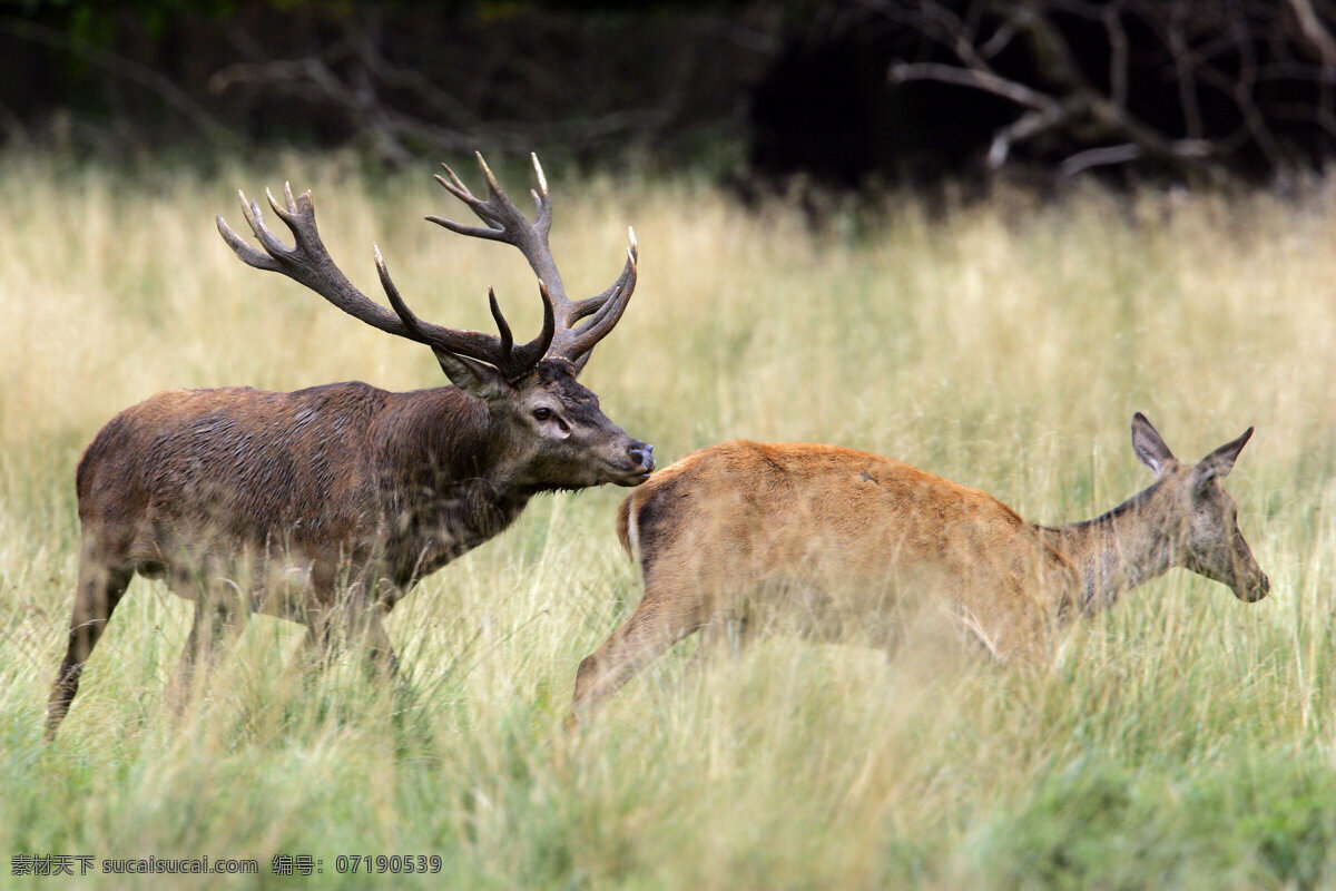 追逐 鹿 草原 草地 麋鹿 野生动物 动物世界 摄影图 陆地动物 生物世界