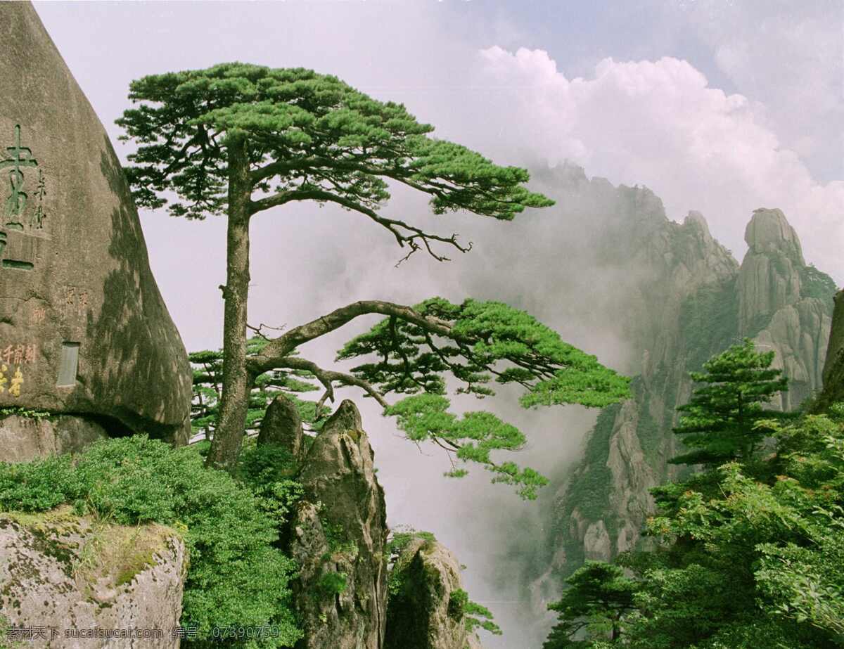 迎客松 松树 黄山 旅游 古松 中国 自然风光 松鹤延年 生物世界 野生动物