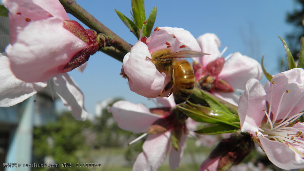 春天 桃花 蜜蜂 花朵写真 灰色
