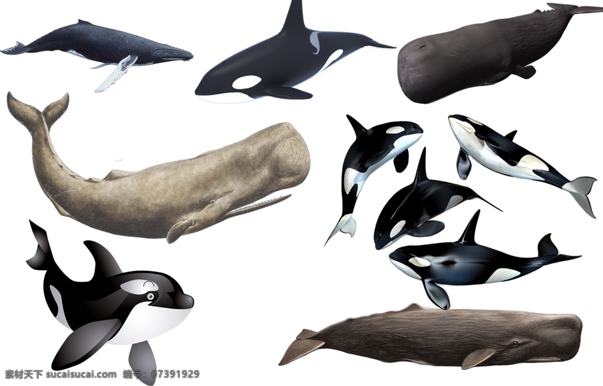 鲸鱼图片 鲸鱼 鲸 鲲 大海 海洋生物 生物世界 透明底 免抠图 分层图 分层 动物透明底