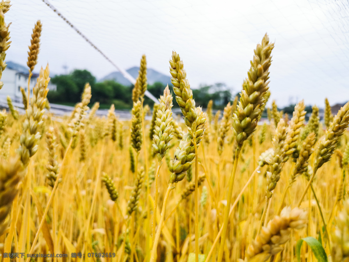 小麦 麦子 庄稼 麦穗 农村 乡村 自然景观 自然风景