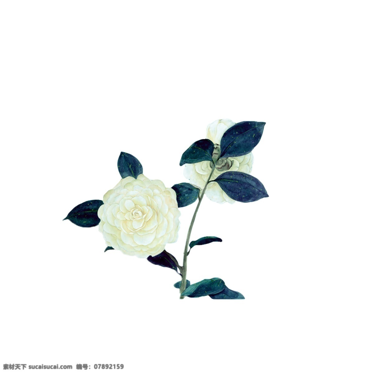 玉兰花 小碎花 小花 花枝 大牌 手绘花 叶子 花朵 白花 循环花 无缝 数码 大花 树叶 线描 黑白 乱花 玫瑰 百合 服装设计 植物 鸟 豹纹 晕染几何 美图 鹦鹉 热带花 热带植物 水墨 花卉 矢量 手绘 水彩 数码印花 广告 设计服装设计 时尚花型 流行图案 服饰印花 淘宝界面设计 淘宝装修模板