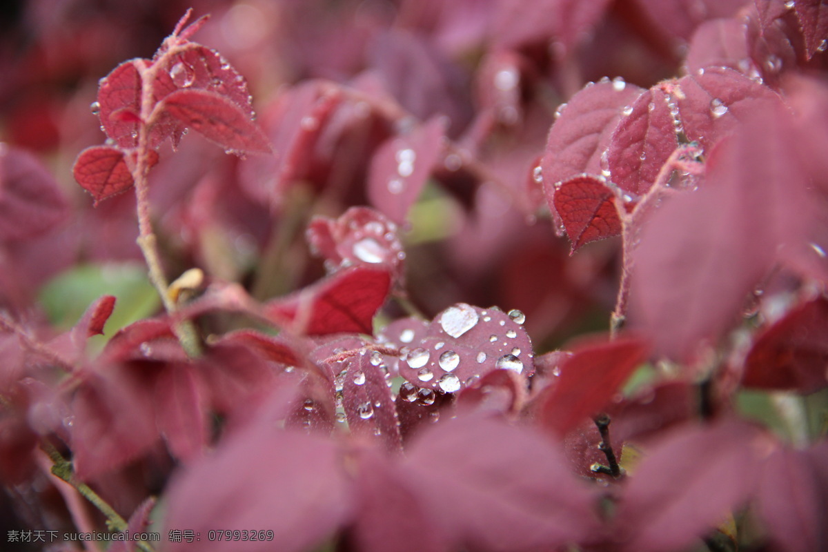 露水 红色 红叶 花草 生物世界 水滴 水珠 雨露 雨点 下雨 枝叶 psd源文件