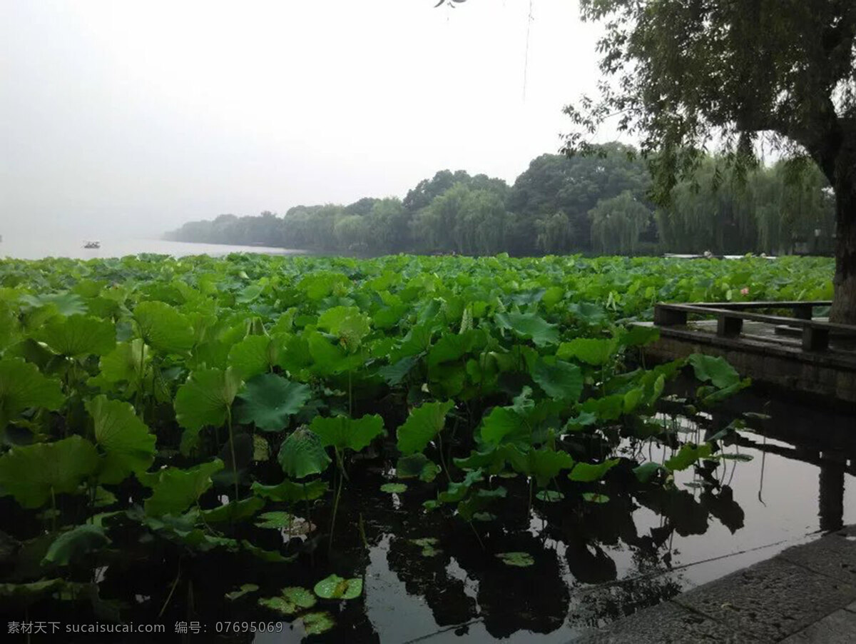 杭州西湖 杭州 西湖 荷叶 原创 风景 旅游摄影 国内旅游