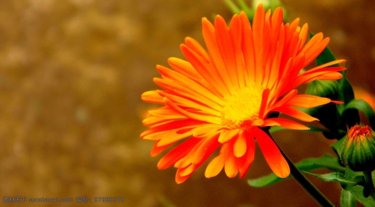 太阳花 高清 太阳花摄影图 花卉 花朵 唯美花朵
