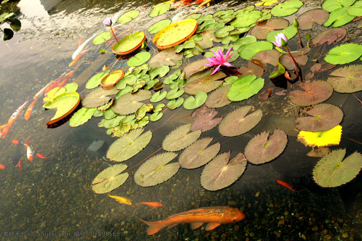 睡莲 莲花 生物世界 游鱼 鱼类 生态池 水体清澈 生态水池