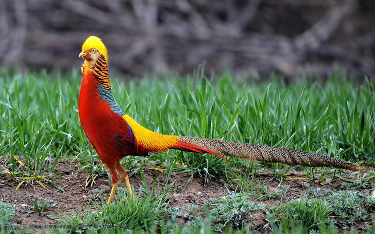 红腹锦鸡 鸟类 稚 锦鸡 红色 鲜艳 保护动物 生物世界