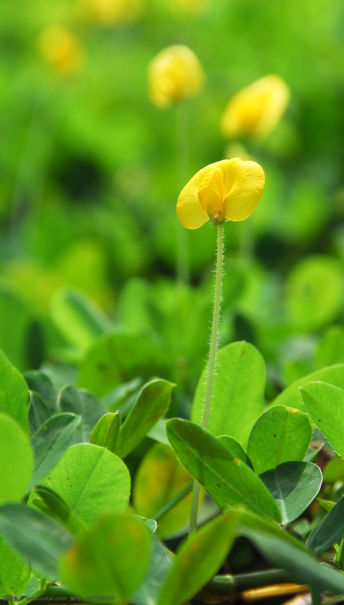 花语 花生 花儿 春天 春色 花草 艳丽 风景 花生花 小花 花朵 花花世界 生物世界