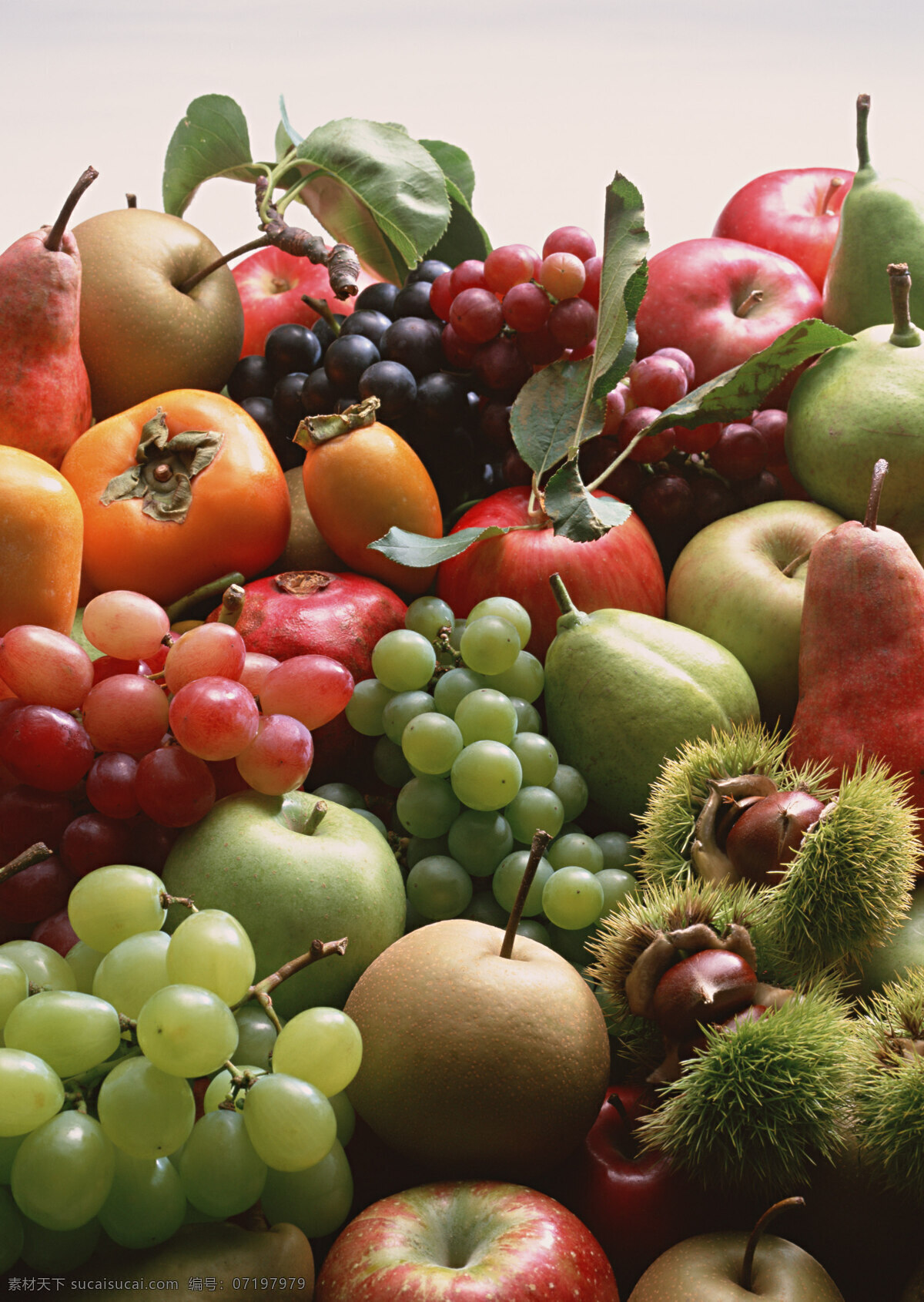 各种 水果 大全 新鲜水果 水果集锦 水果大全 葡萄 杮子 梨 苹果 红提 绿提 粟子 板粟 绿色水果 高清图片 水果素材 水果图片 餐饮美食