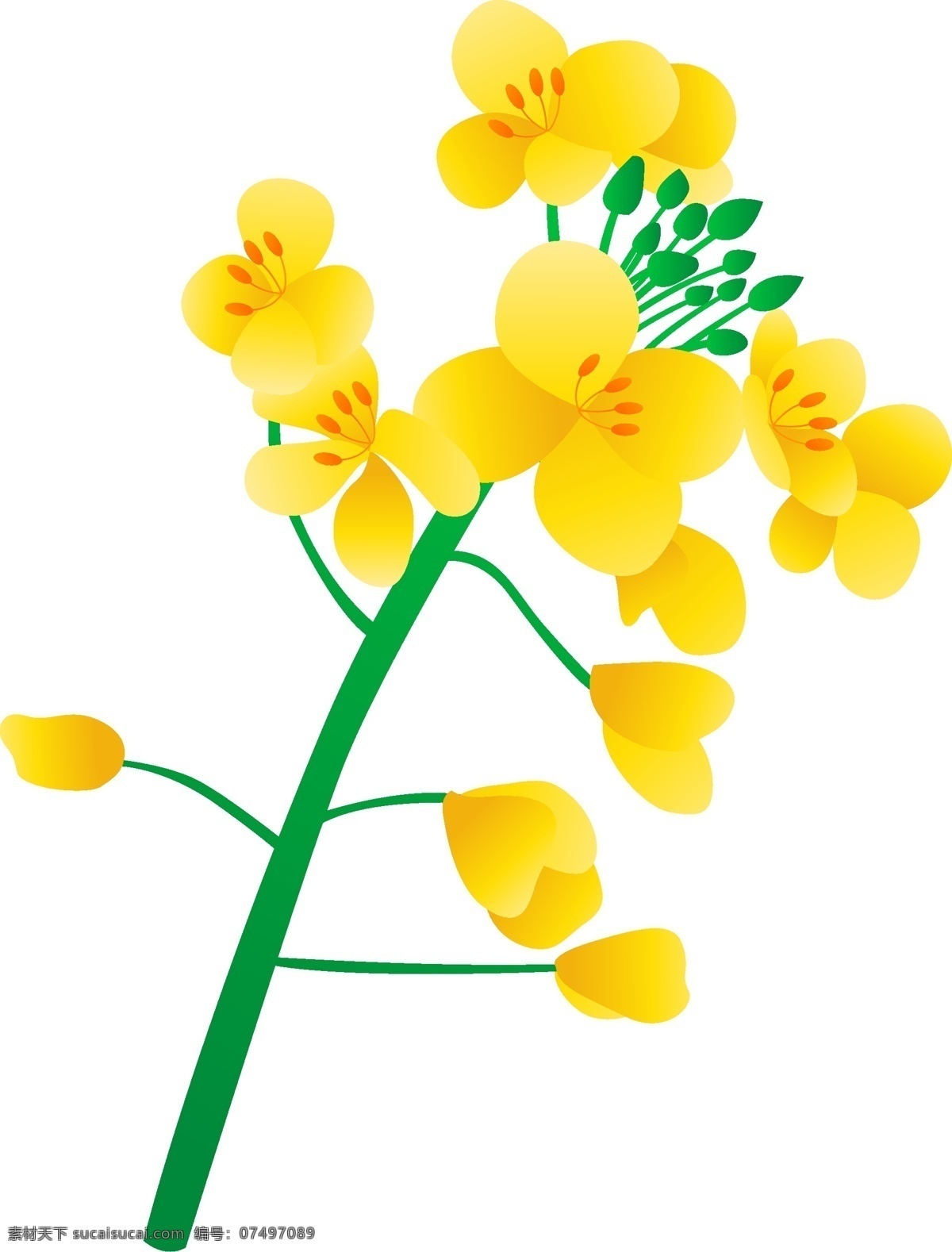 矢量 免 扣 卡通 油菜花 花草 花瓣 手绘花 燕子 油菜花海报 春季旅游 油菜 春天 卡通背景 卡通花朵 油菜花花朵